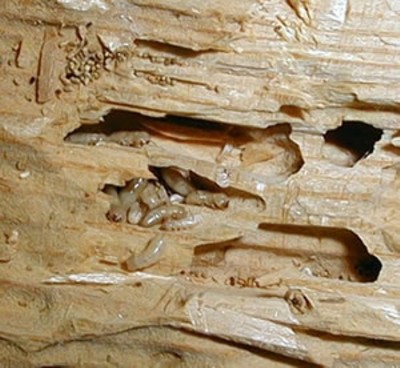 Damaged Wood