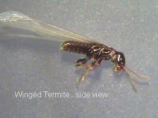 termite_swarmer